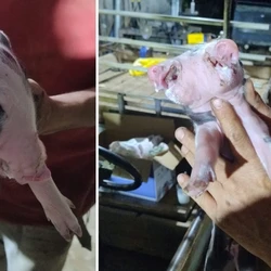 Cena foi registrada na localidade de Recreio, no interior de Alfredo Chaves, sendo considerada extremamente rara, segundo veterinário