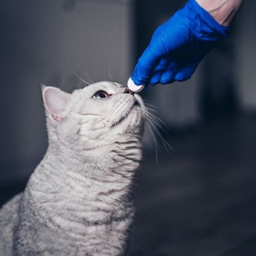 Imagem - 3 doenças causadas por vermes em animais de estimação