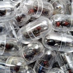 A febre de colecionar formigas pega o Quênia de surpresa enquanto contrabandistas miram lucros milionários