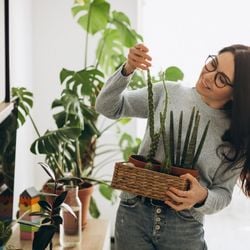 Paisagista explica como hábitos simples são importantes para evitar que a mudança de temperatura prejudique o seu cultivo