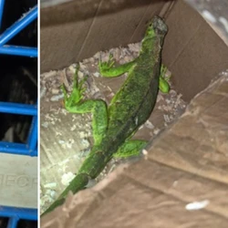 Uma mulher e dois homens que estavam no carro contaram que compraram o primata por R$ 4 mil e o réptil por R$ 200