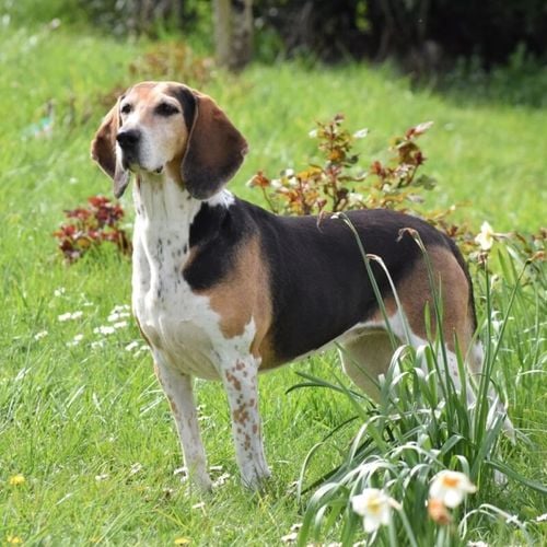 Imagem - Beagle harrier: conheça as características dessa raça de cachorro 