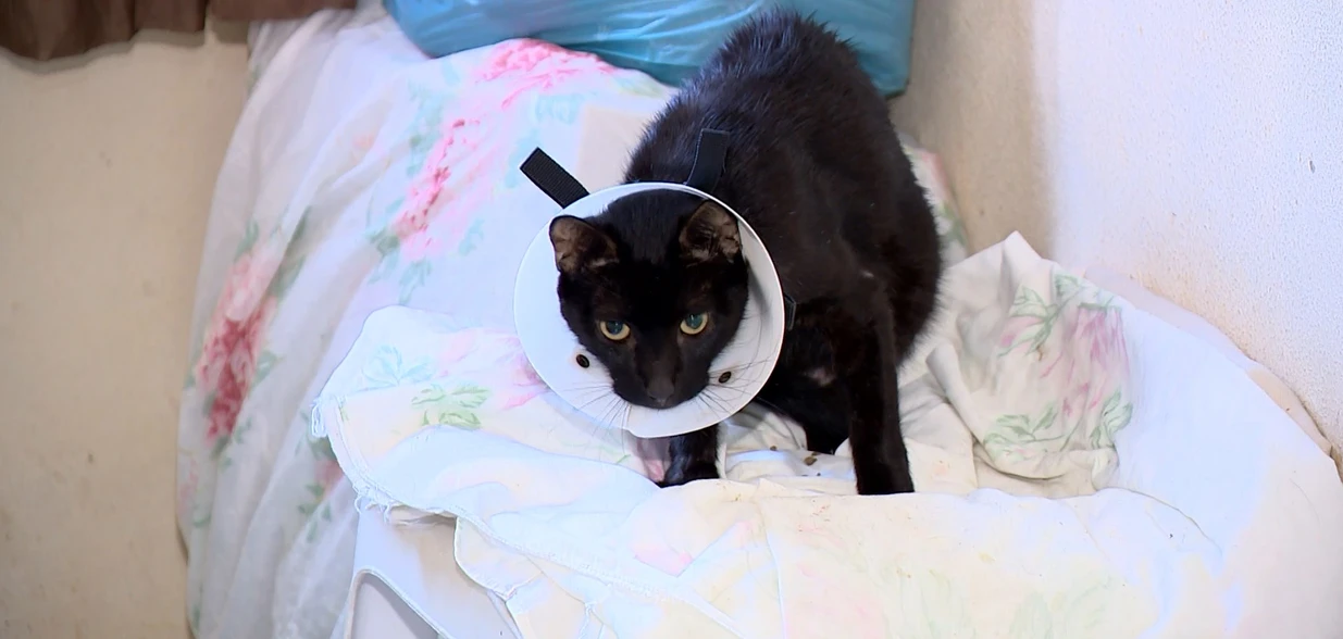 Doença causada por fungo afeta principalmente gatos, mas pode ser transmitida para pessoas; registros quadruplicaram neste ano na cidade