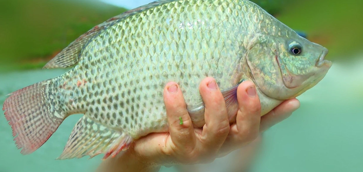 Acordo foi fechado entre piscicultores de Domingos Martins, na Região Serrana, e comerciantes da Grande Vitória; peixes podem ficar até R$ 5 mais baratos