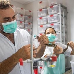 Visão negativa do público sobre alguns animais mina interesse no financiamento em pesquisas para conservação das espécies.