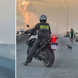 Família continua à procura de Pitoco, que fugiu de casa no Romão, em Vitória, no último dia 22, e foi visto em Vila Velha no sábado (28)