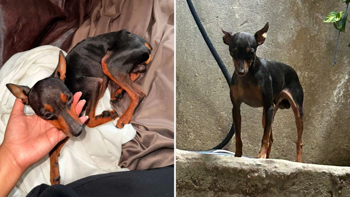 Família busca por Pitoco desde o último dia 22, quando ele fugiu no bairro Romão