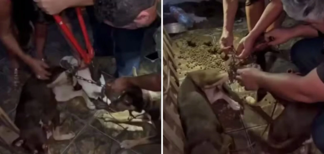 Segundo a PM, nove cães eram mantidos acorrentados, sem acesso a água ou alimento, em meio a lixo, fezes e urina acumulados. Um deles estava morto na hora da operação de resgate