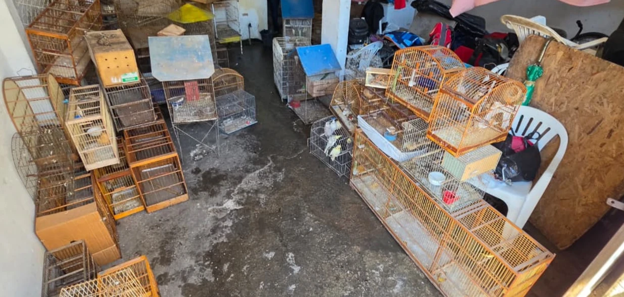 Estavam entre os 91 animais encontrados espécies oriundas da Austrália, Indonésia e da Região Nordeste do Brasil. No local, havia ainda pássaros mortos, já em estado de decomposição