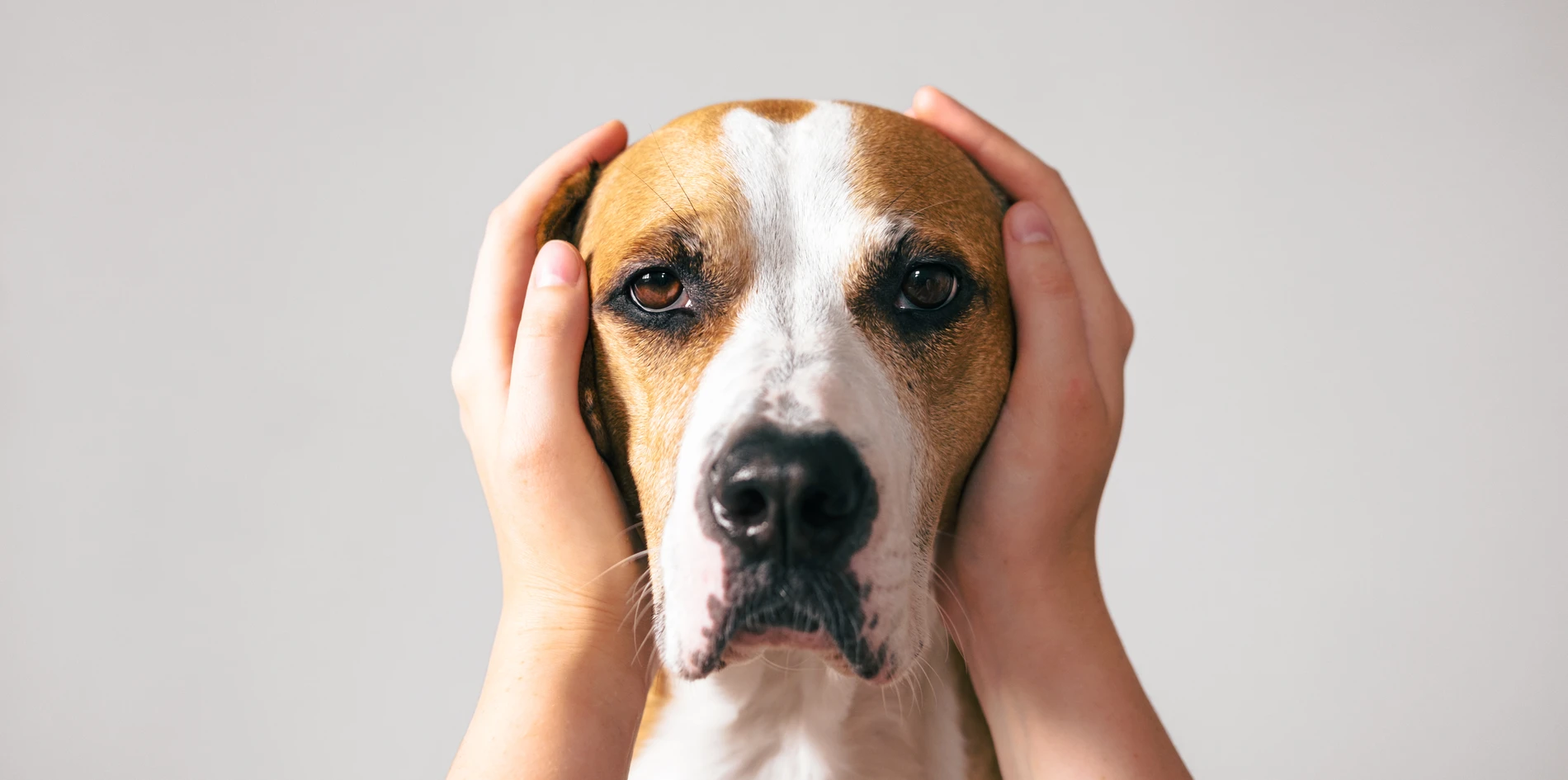 A médica-veterinária comportamentalista, Letícia Barcellos, explica
