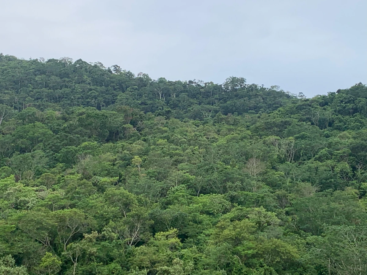 Mata Atlântica no Espírito Santo; verde; vegetação; mata; mata nativa
