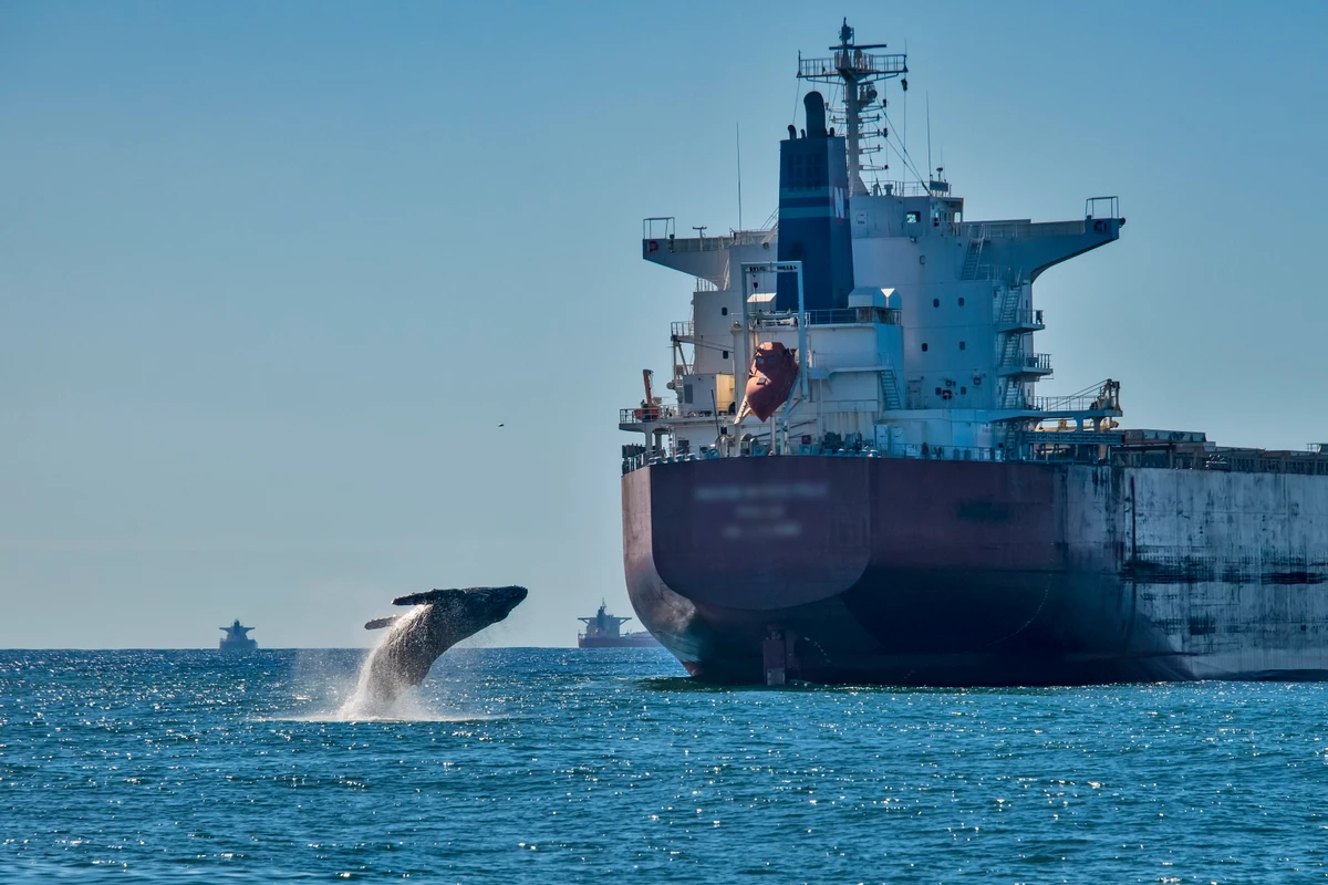 Pesquisa inédita vai rastrear jubartes e mapear risco de atropelamentos por navios no litoral do ES